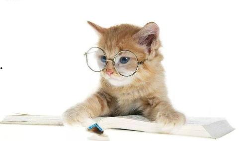 娱乐吃瓜君和猫,揭秘娱乐圈的萌宠趣事 第2张 娱乐吃瓜君和猫,揭秘娱乐圈的萌宠趣事 第2张