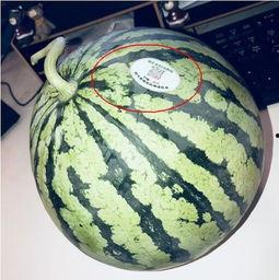 三亚网红吃瓜,瓜果飘香，美味尽享