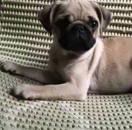 巴哥爆料最新人物是谁,揭秘最新神秘人物身份之谜 第2张 巴哥爆料最新人物是谁,揭秘最新神秘人物身份之谜 第2张